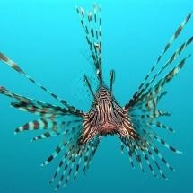 Photo:  Lion fish